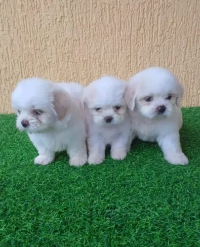 Shitzu Branco Mini Machos