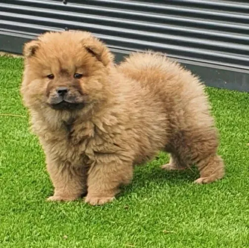 Chow Chow - verdadeiro é o mais puro amor !! 