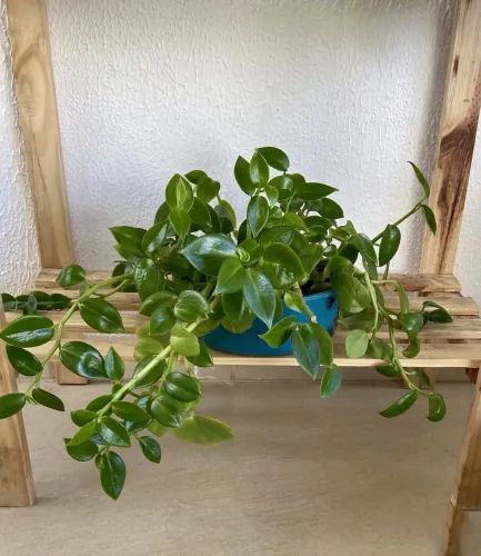 Vendo Plantas Pendentes 2