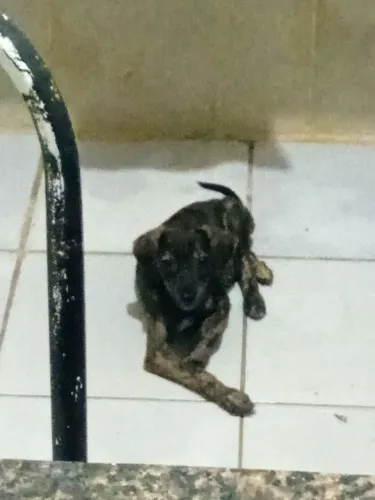 Cachorro pra doação 