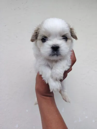 Shih tzu fêmea shihtzu
