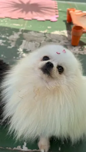 Macho Spitz anão cobertura