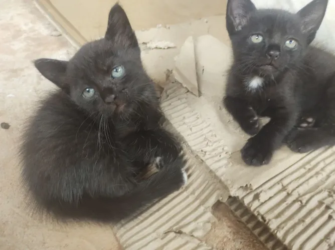 Gatinhos para adoção 