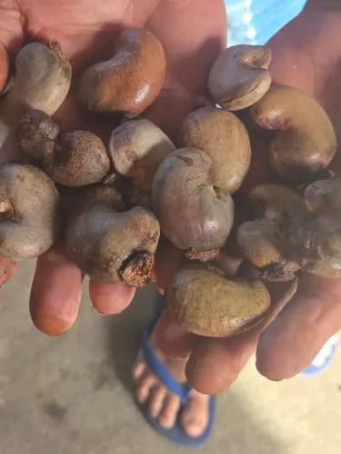 Castanha de caju em natura (Graúda)
