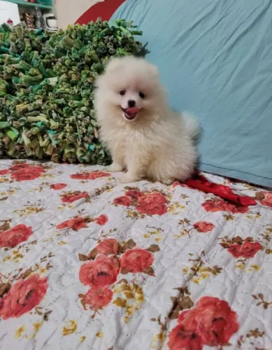 Gracinha de Filhote - Lulu da pomeranea Macho