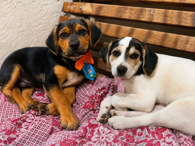 Cachorrinhos para doação