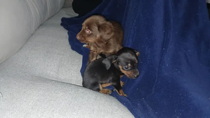 Dachshund filhote