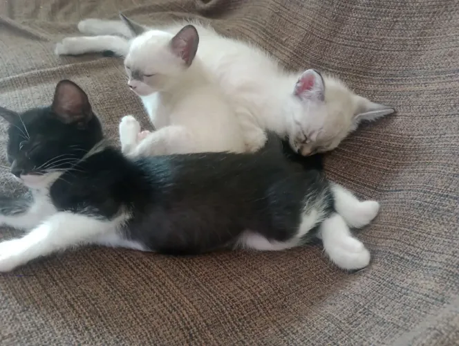 Doação de pacotinhos de amor - gatinhos