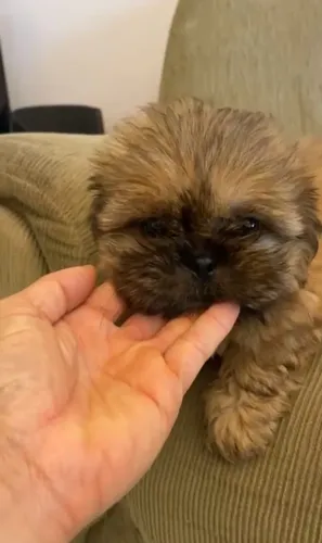 Shih tzu macho mini legítimos