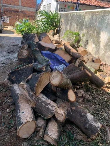 Troncos de Mangueira à Venda