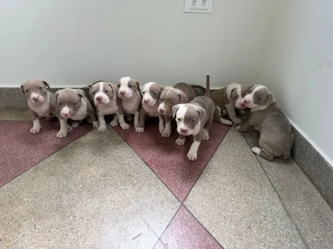 Pitbull