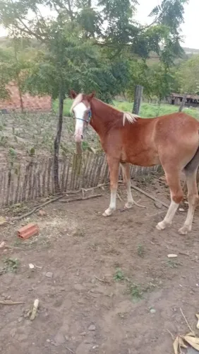 Vendo porda 1ano e 8 meses, pai puro sangue, mãe mestiça 