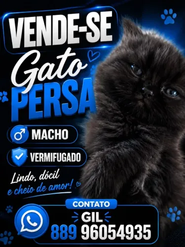 Gato Persa