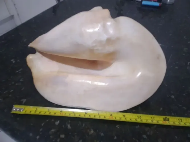 Concha búzios gigante do mar