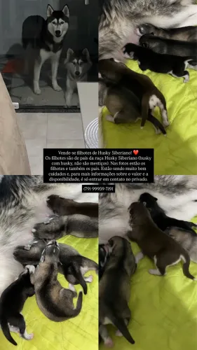 Husky siberiano 