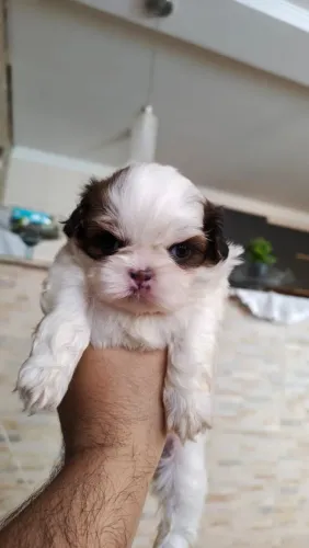 Vende se filhote fêmea da raça Shitzu padrão