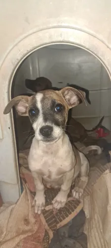 Cachorro pra doação 