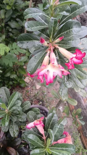 Planta Rosa do deserto