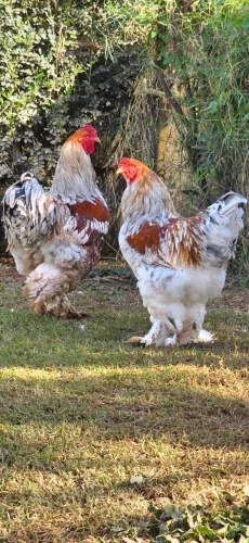 Galinha Brahma Red Pyle