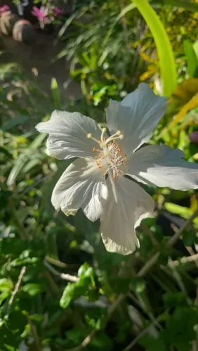 Hibiscus Branco
