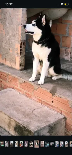 Adoção responsável husky