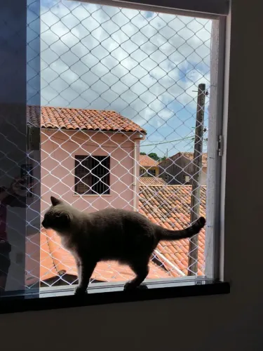 telas de proteção para gatos ? 
