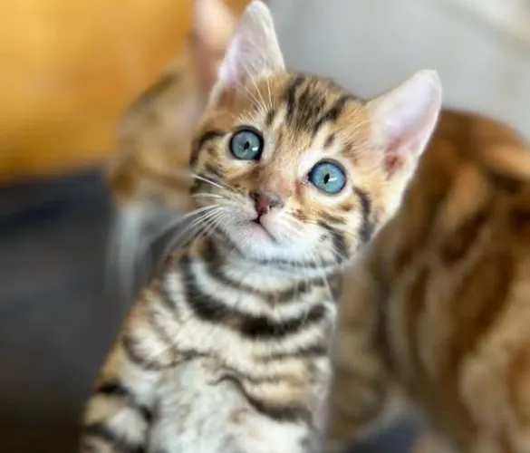 Bengal 