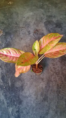 Aglonema
