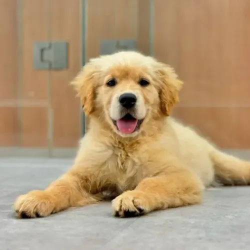 Filhotes de Golden Retriever | Fofura que traz leveza.