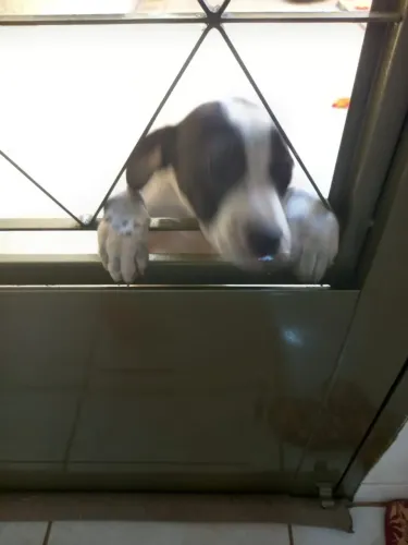 Filhote Cachorro