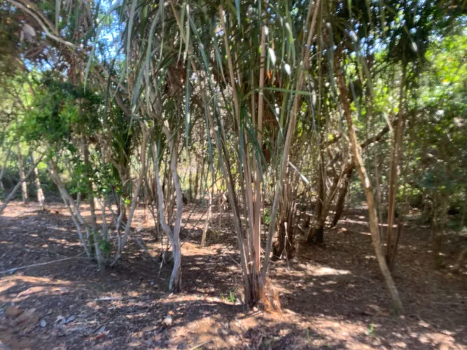Terreno praia do forte lagoa Arua