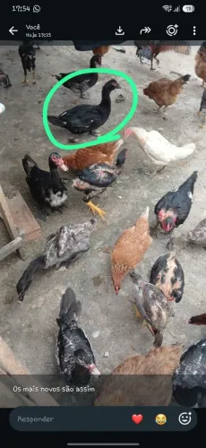 Criação