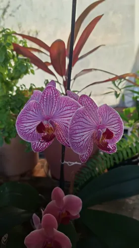 Mudas de orquídeas