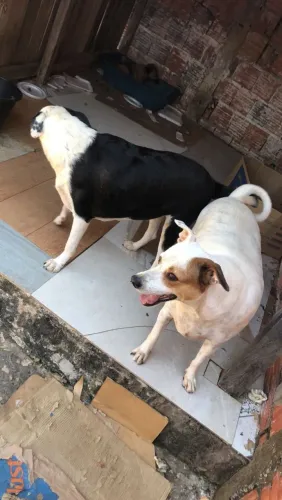 Doação de cachorros