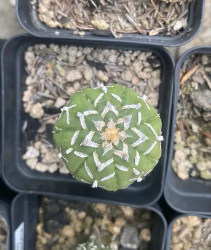 Cacto astrophytum asterias v type - raridade