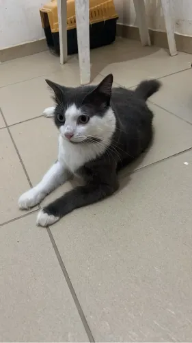 Gato cinza maravilhoso para adoção 