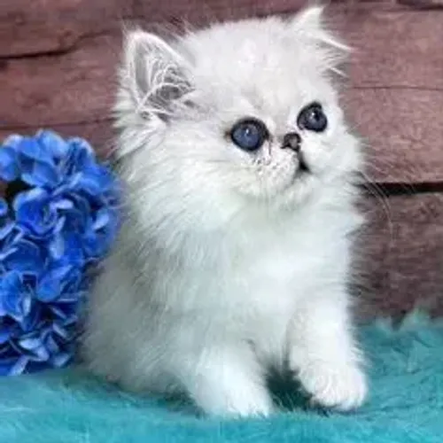 Gato Persa Silver