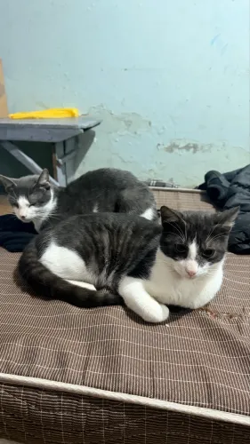 Gato