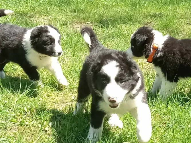 Filhotes de Border Collie | Uma fofura especial para alegrar seus dias!