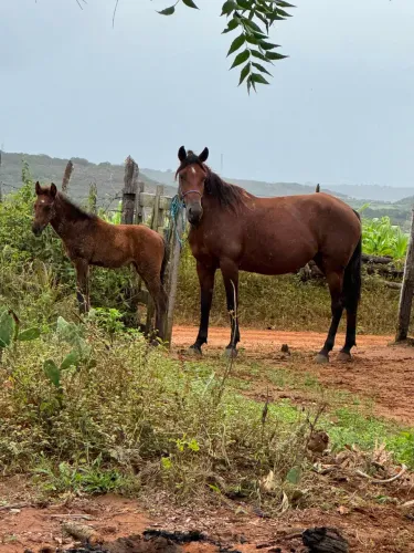 Égua e potro mestiço de mangalarga 