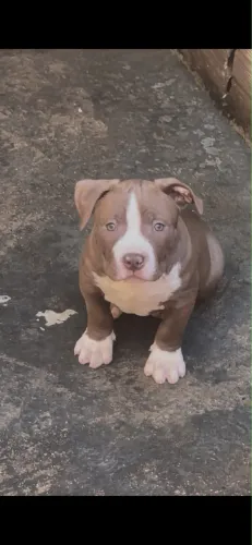 Pit monster