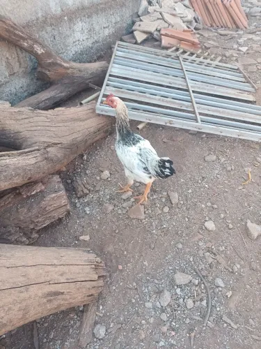 Vendo galinhas caipira com índio gigante.