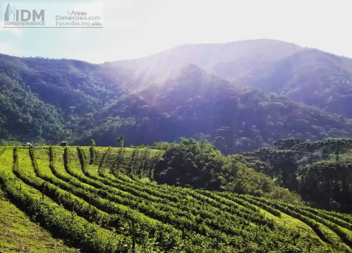 Fazenda de Agricultura com 54 ha em Carvalhos - MG
