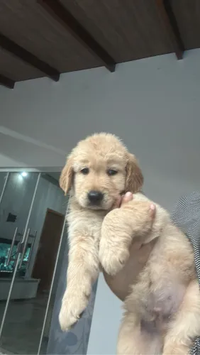 Cachorro 