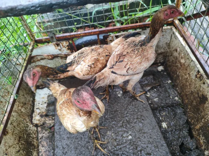 Galinha indiana.