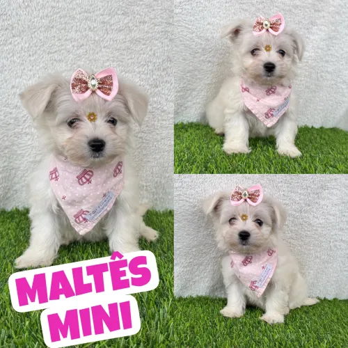 Belíssima Fêmea de Maltês Mini c/ Microchipe 