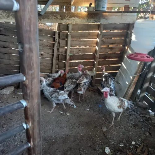 Vendo peru maior 150 ei menor 70