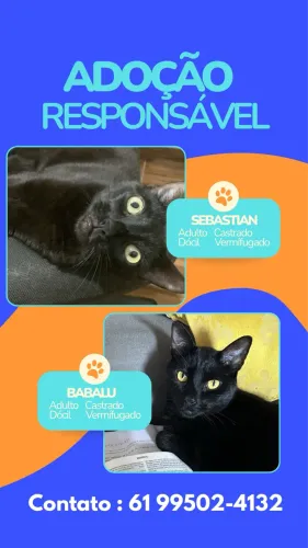 ADOÇÃO RESPONSÁVEL 