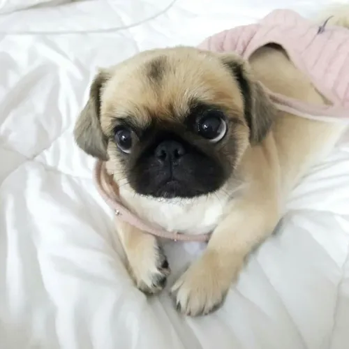 Pug Um cachorrinho que faz qualquer dia ficar melhor