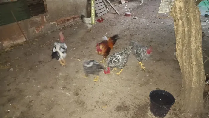 Vendo 5 galos caipiras pescoço pelado